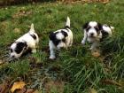 Biewer-Yorkshire-Terrier aus gepflegter liebevoller Zucht