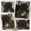 Französische Bulldoggen Hündin Babsy mit Pap.