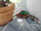 Furcifer Pardalis Ambilobe Pantherchamäleon