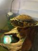 Mesoamerikanische Schmuckschildkröte Trachemys venusta venusta