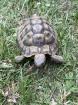 Griechische Landschildkröte