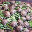 Griechische Landschildkröten THB