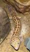 1. 3 Leopardgeckos