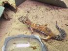 2 Leopardengeckos 2 Jahre alt