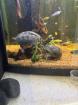 2 Moses Schildkröten mit einem 80 cm Aquarium