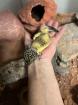 2 Geckos da ich das Hobby aufgeben muss
