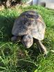 Griechische Landschildkröte männl. 10 Jahre alt